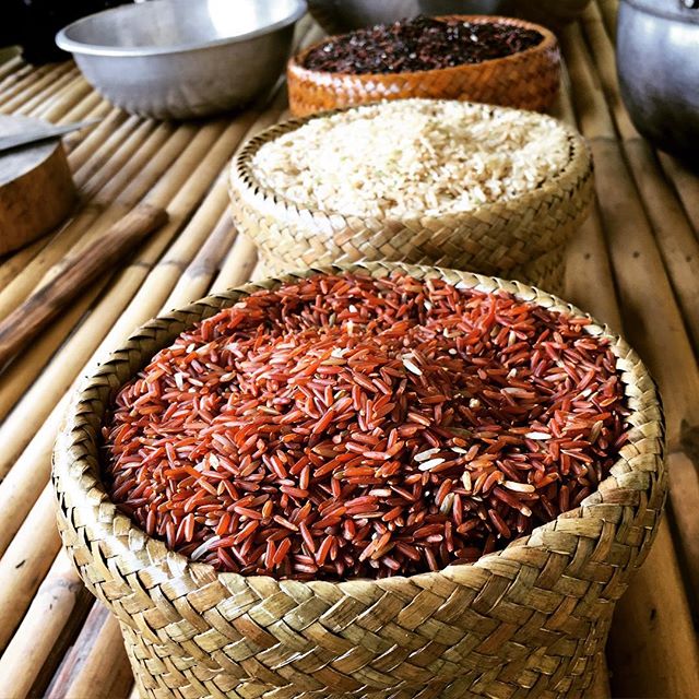 Rice trotters-variétés de riz